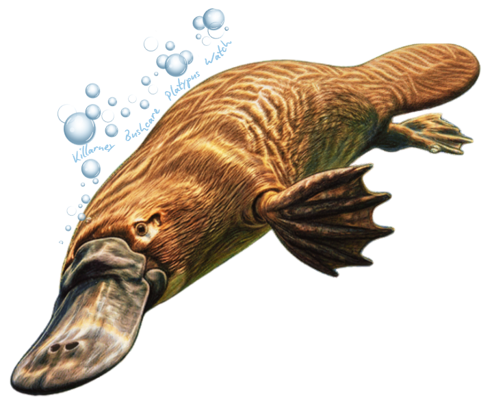 closeup of platypus image on a white background