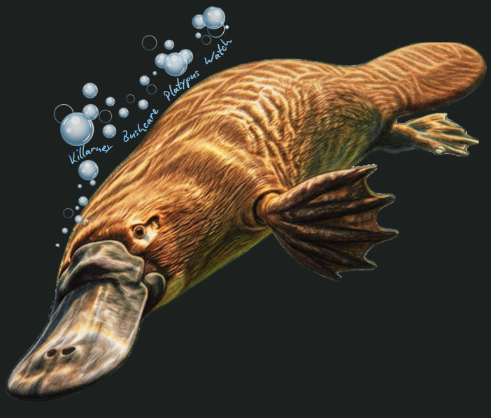closeup of platypus image on a black background